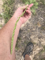 Oenothera cinerea cinerea
