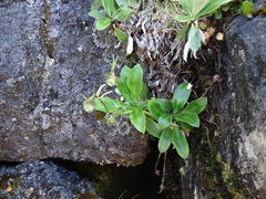 Celmisia holosericea