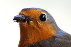 Erithacus rubecula
