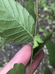 Amphipyra pyramidoides