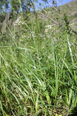 Galium paniculatum