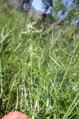 Galium paniculatum
