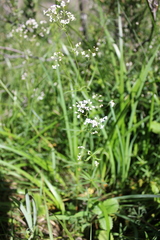Galium paniculatum
