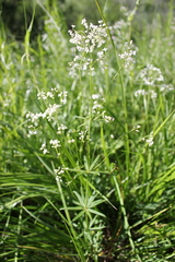 Galium paniculatum