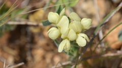 Lotus aegaeus
