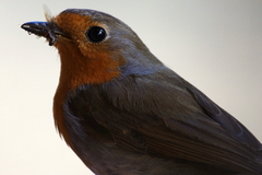 Erithacus rubecula