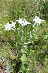 Leontopodium ochroleucum