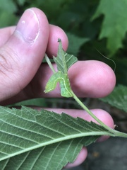 Amphipyra pyramidoides
