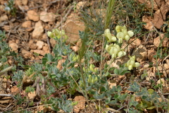 Lotus aegaeus