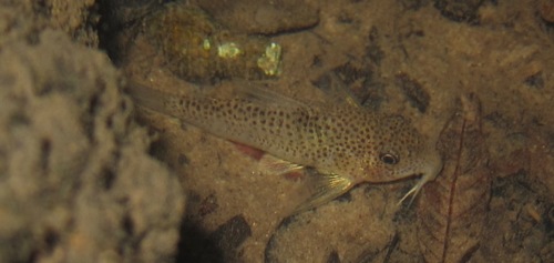 Apiaka Corydoras