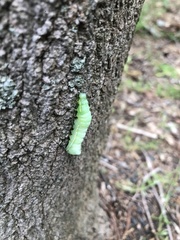 Amphipyra pyramidoides