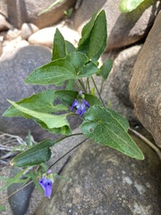 Viola novae-angliae