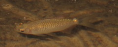 Moenkhausia oligolepis