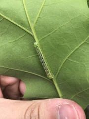 Lithophane antennata