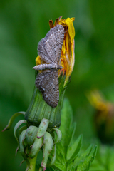 Eupithecia satyrata