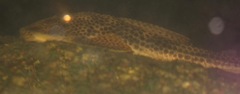 Aphanotorulus emarginatus