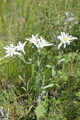 Leontopodium ochroleucum