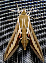Hyles euphorbiarum