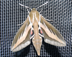 Hyles euphorbiarum