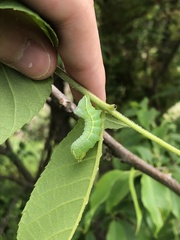 Amphipyra pyramidoides