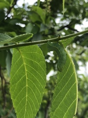 Amphipyra pyramidoides