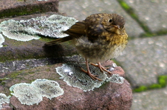 Erithacus rubecula