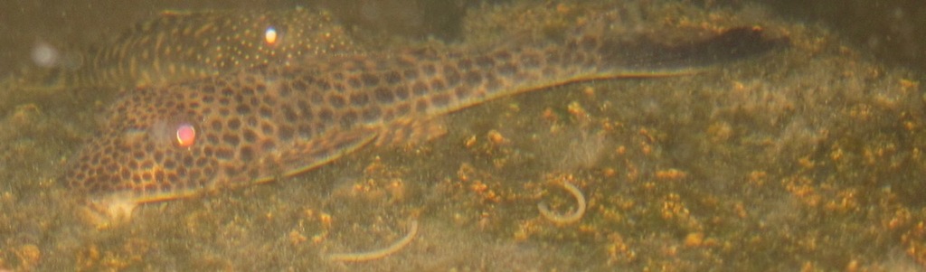 Squaliforma emarginata — Loricariidae