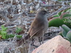 Cercotrichas coryphoeus cinerea