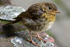 Erithacus rubecula
