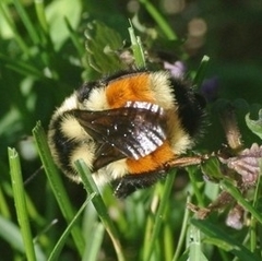 Bombus ternarius