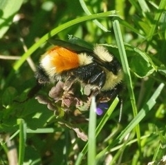 Bombus ternarius