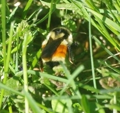 Bombus ternarius