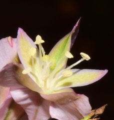 Podopterus cordifolius