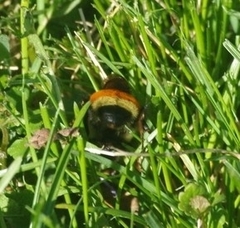 Bombus ternarius