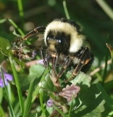 Bombus ternarius