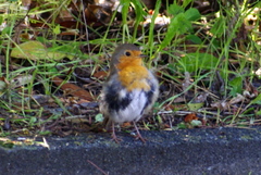 Erithacus rubecula