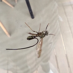 Toxotrypana curvicauda