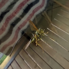 Toxotrypana curvicauda