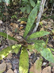 Anthurium crenatum