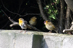 Erithacus rubecula