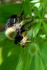 Laphria flavicollis