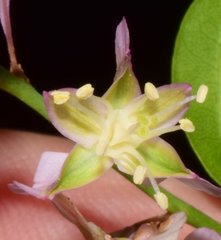 Podopterus cordifolius