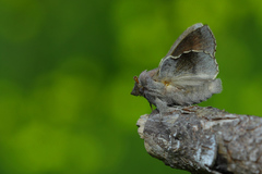 Phyllodesma kermesifolia