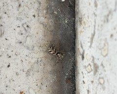 Arachnida