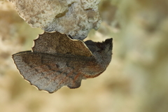 Phyllodesma kermesifolia