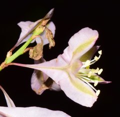 Podopterus cordifolius