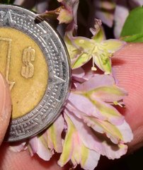 Podopterus cordifolius