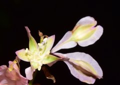 Podopterus cordifolius