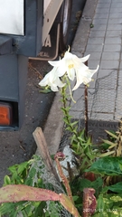 Lilium candidum
