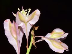 Podopterus cordifolius